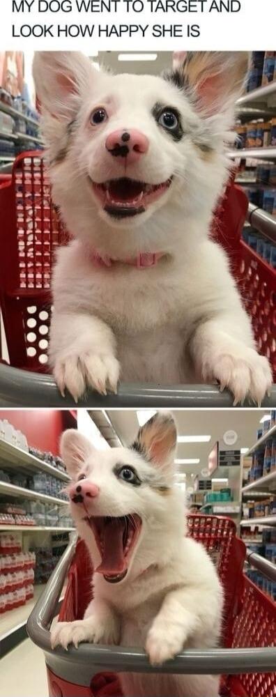 MY DOG WENT TO TARGET AND LOOK HOW HAPPY SHE IS
