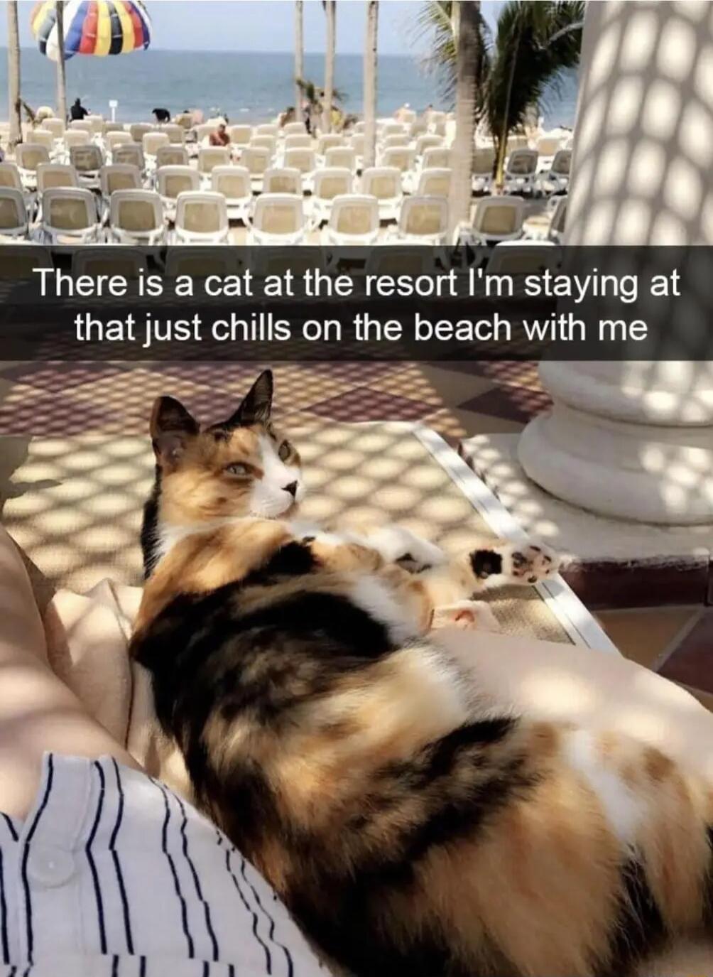 There is a cat at the resort Im staying at that just chills on the beach with me