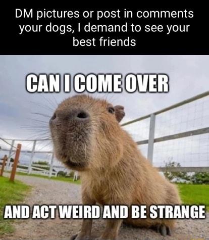 DM pictures or post in comments your dogs demand to see your LESSENGE
