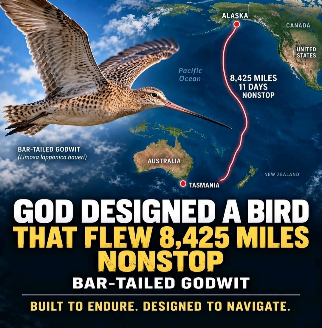 BAR-TAILED GODWIT (Limosa lapponica baueri) Pacific Ocean ALASKA CANADA UNITED STATES 8,425 MILES 11 DAYS NONSTOP AUSTRALIA TASMANIA NEW ZEALAND GOD DESIGNED A BIRD THAT FLEW 8,425 MILES NONSTOP BAR-TAILED GODWIT BUILT TO ENDURE. DESIGNED TO NAVIGATE.