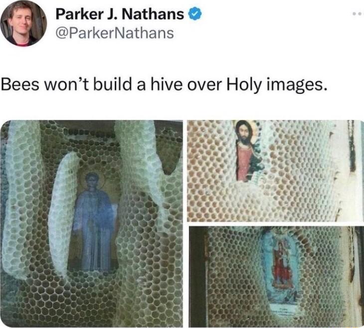 Parker J Nathans ParkerNathans Bees wont build a hive over Holy images