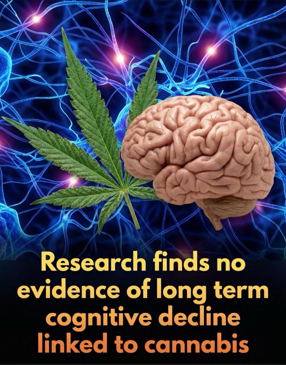 Research finds no evidence of long term cognitive decline linked to cannabis