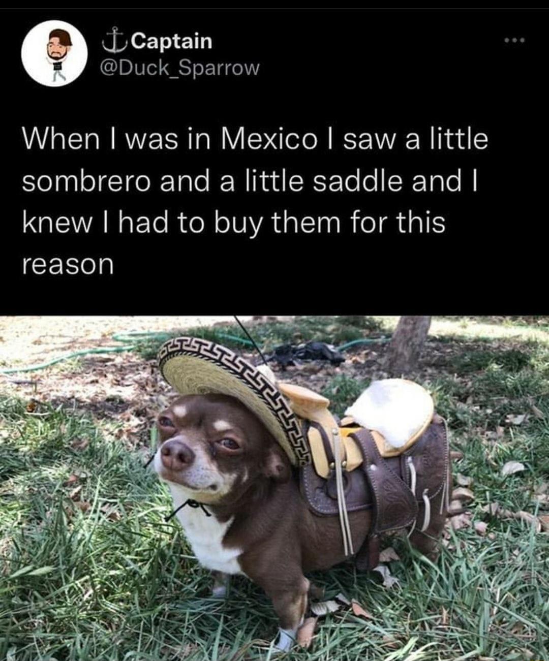 Captain Duck_Sparrow When was in Mexico saw a little sombrero and a little saddle and AN ETeR N TVAG IR TR I CER