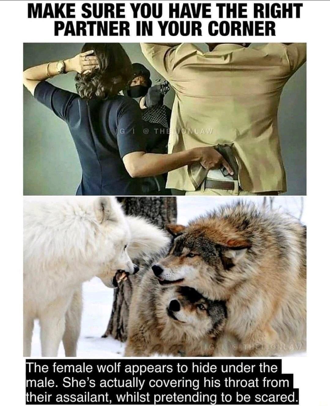 MAKE SURE YOU HAVE THE RIGHT PARTNER IN YOUR CORNER r e he female wolf appears to hide under the male Shes actually covering his throat from heir assailant whilst pretending to be scared