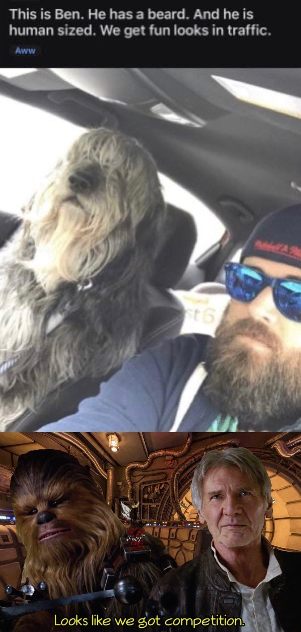 This is Ben He has a beard And he is human sized We get fun looks in traffic Looks like we got competitiong y