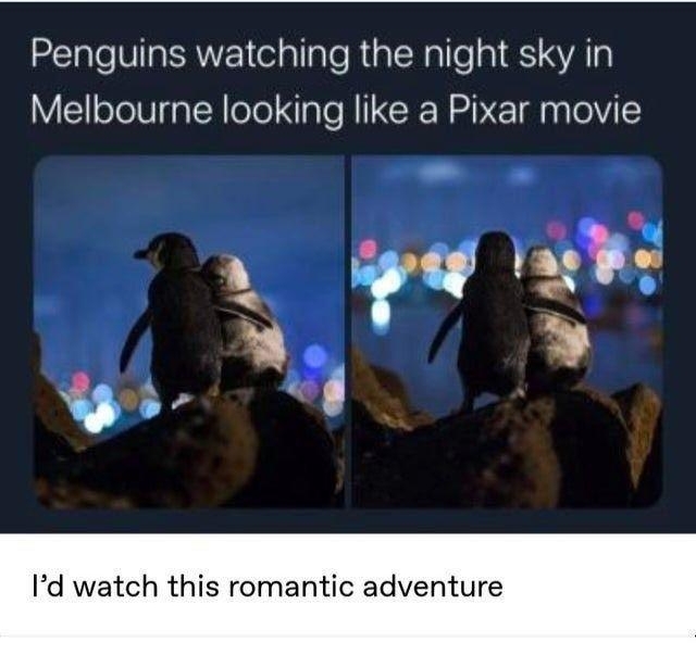 F positive memes Penguins watching the night sky in Melbourne looking like a Pixar movie Id watch this romantic adventure hermione So the lighter penguin is an elderly female whose partner died this year and the darker penguin is a younger male who lost his partner two years ago A number of biologists have been following them as theyve been meeting every night to comfort each other Apparently they