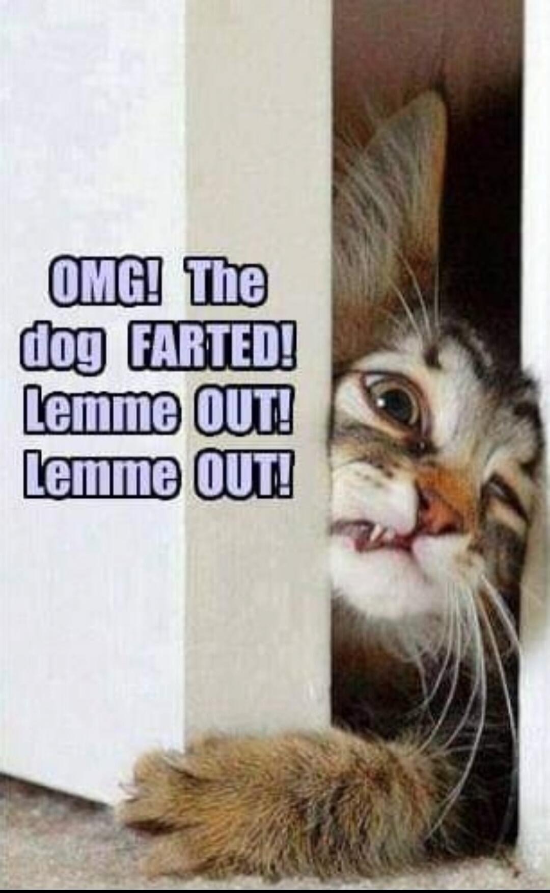 OMG! The dog FARTED! Lemme OUT! Lemme OUT!
