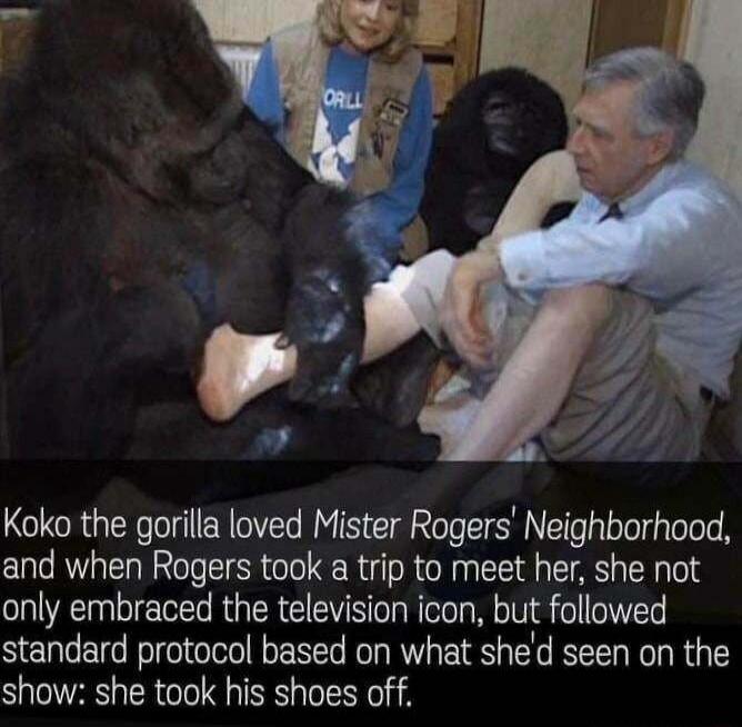 Koko the gorilla loved Mister Rogers Neighborhood and when Rogers took a trip to meet her she not only embraced the television icon but followed standard protocol based on what shed seen on the show she took his shoes off