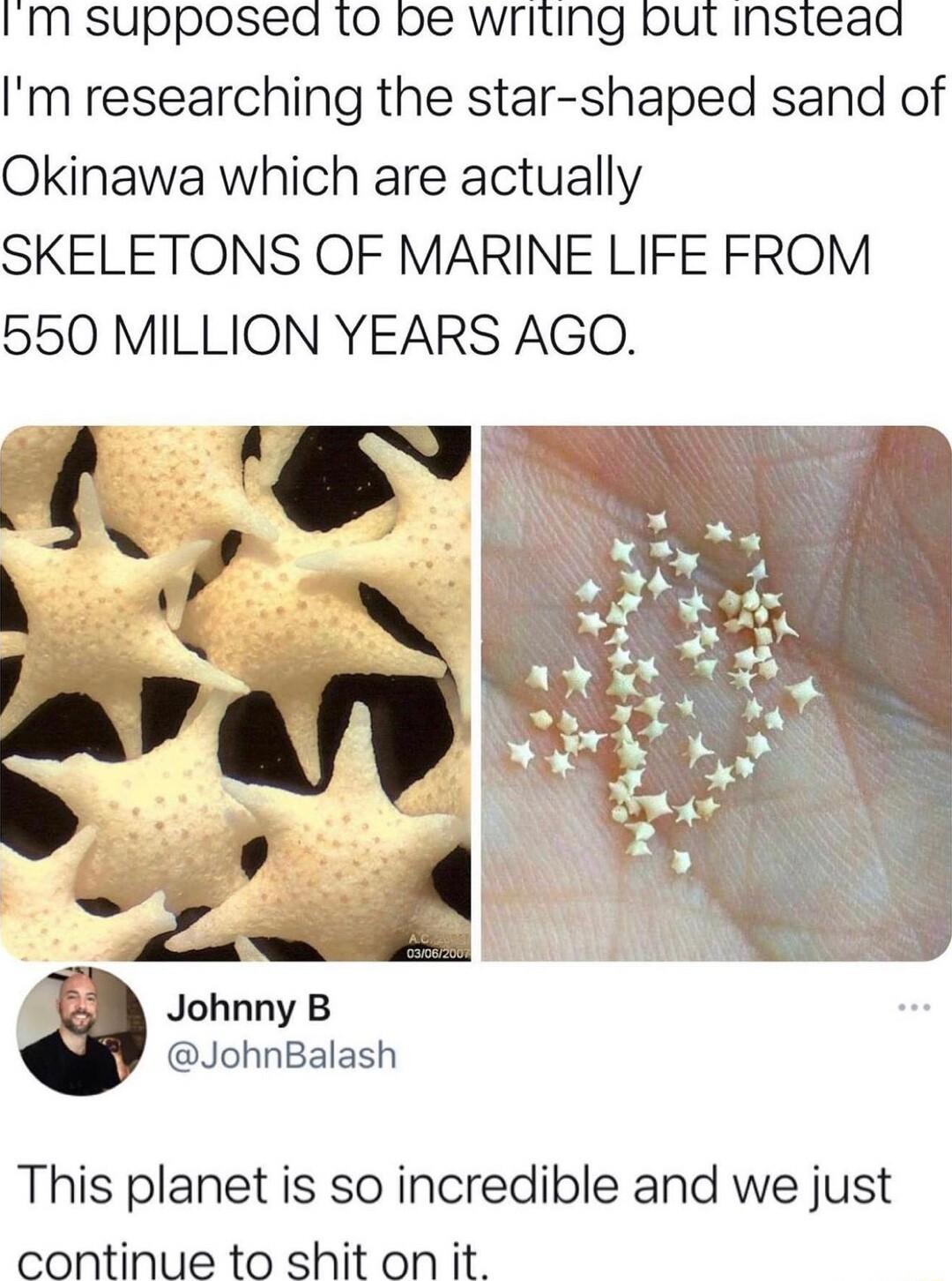 IM SUPPOSed 10 be Writing but Instead Im researching the star shaped sand of Okinawa which are actually SKELETONS OF MARINE LIFE FROM 550 MILLION YEARS AGO s Johnny B JohnBalash This planet is so incredible and we just continue to shit on it