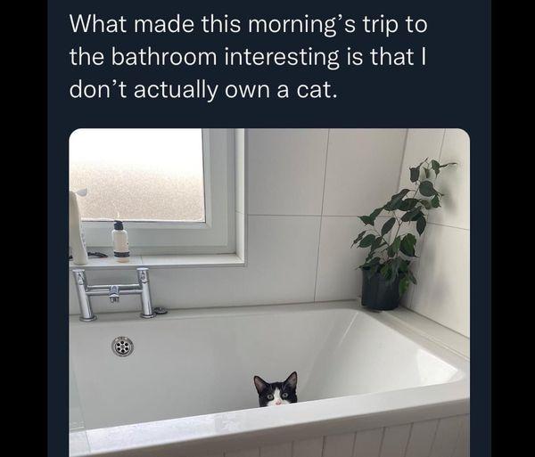 What made this mornings trip to the bathroom interesting is that dont actually own a cat