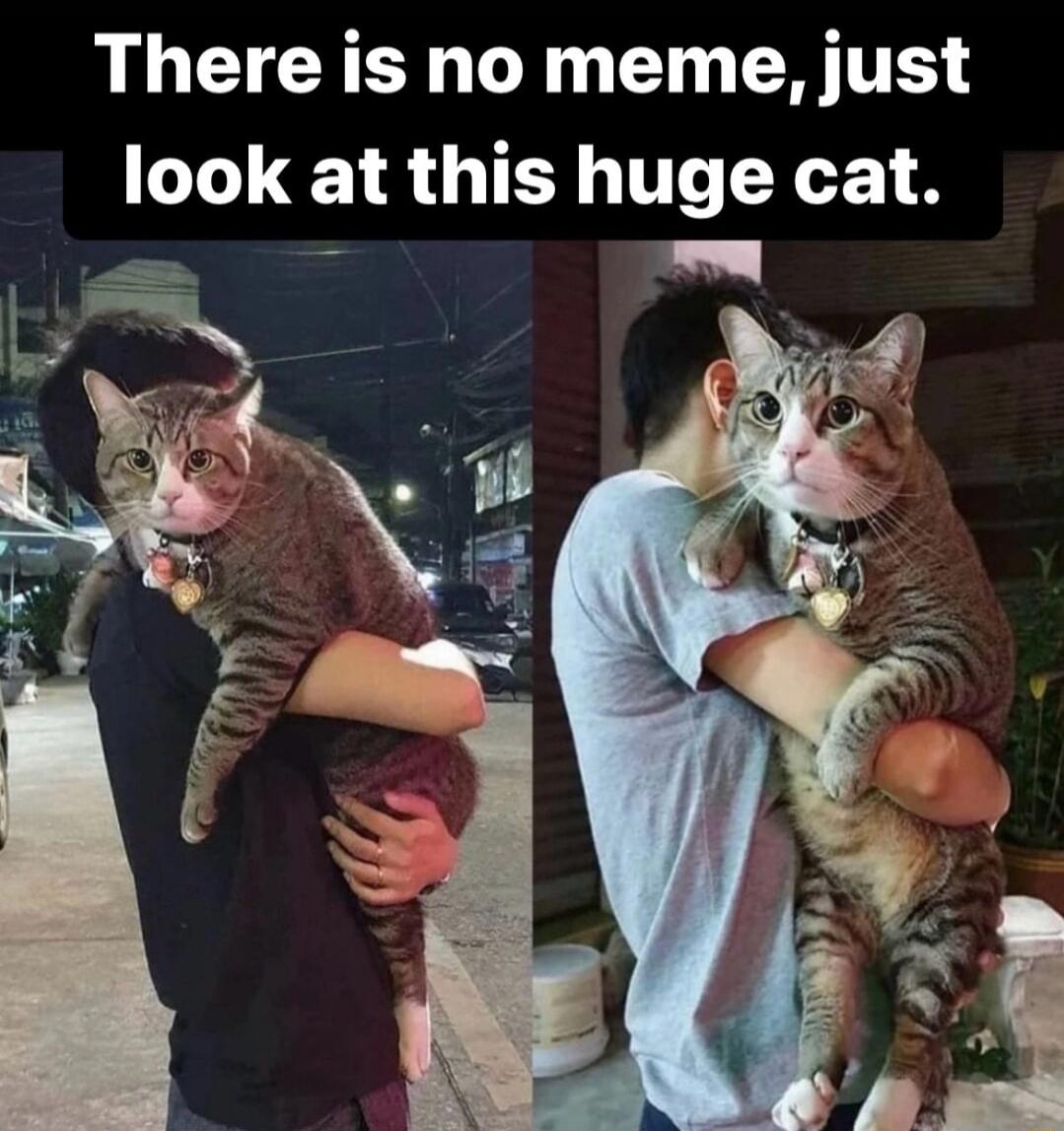 There is no meme just look at this huge cat