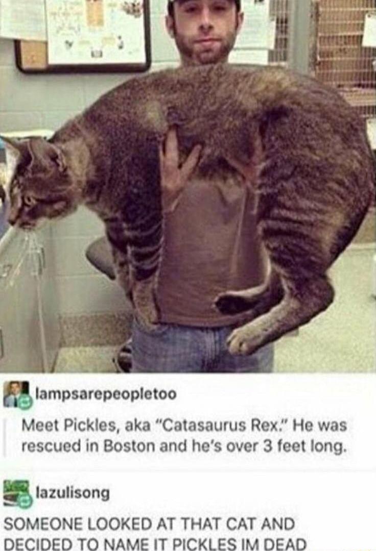 Iampsampeopleloo Meet Pickles aka Catasaurus Rex He was rescued in Boston and hes over 3 feet long lazulisong SOMEONE LOOKED AT THAT CAT AND