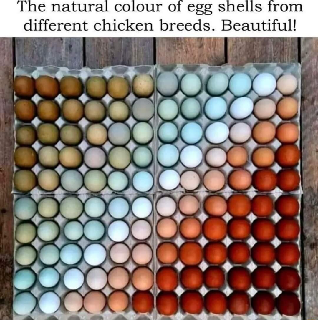 different chicken breeds Beautiful LR B o 2 g