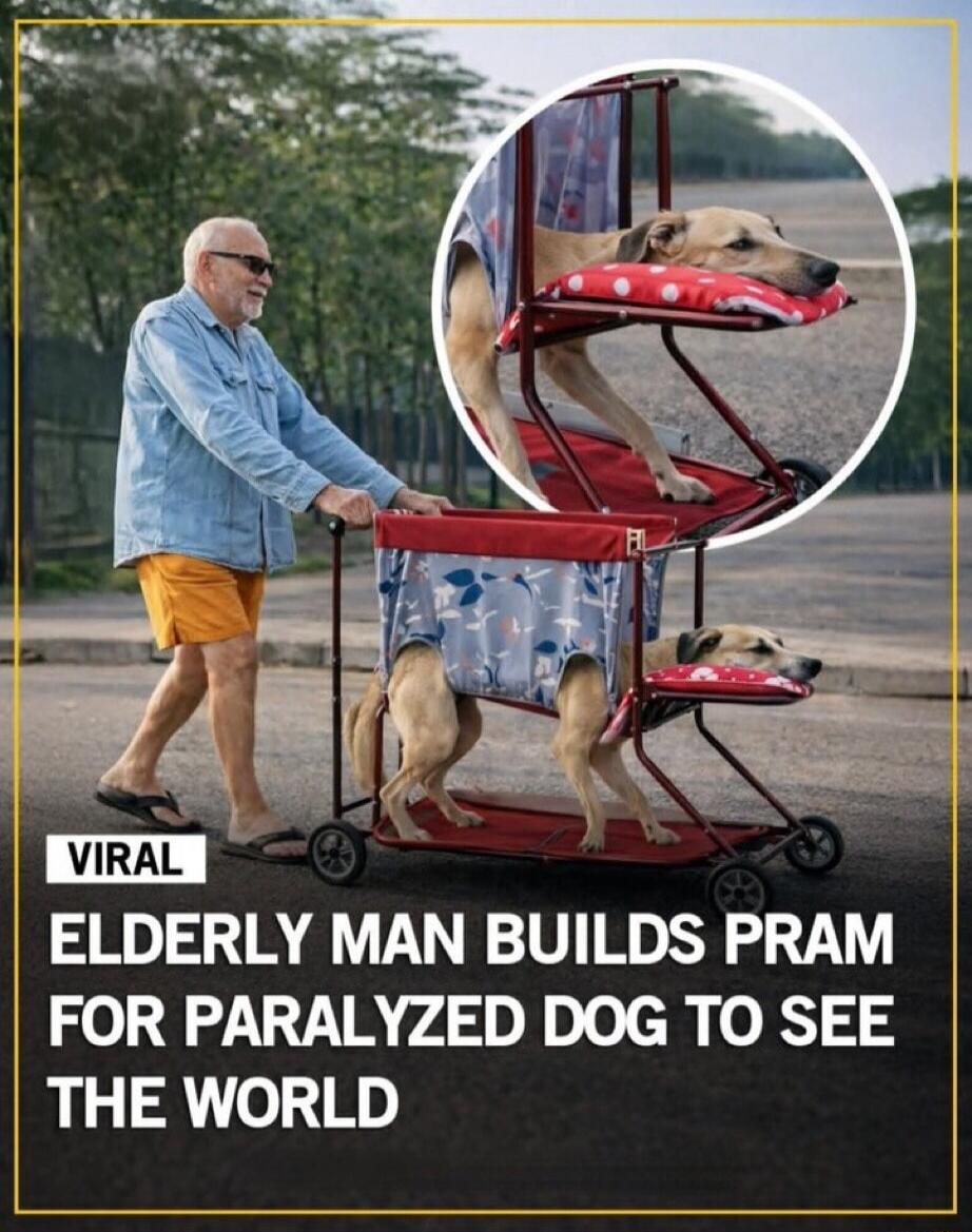 VIRAL ELDERLY MAN BUILDS PRAM FOR PARALYZED DOG TO SEE THE WORLD