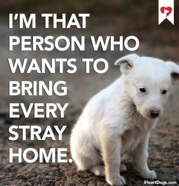 I'M THAT PERSON WHO WANTS TO BRING EVERY STRAY HOME.