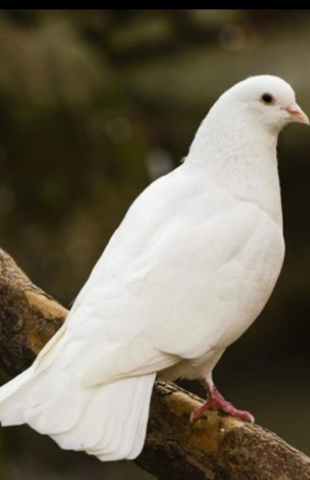 A white dove perched on a branch.