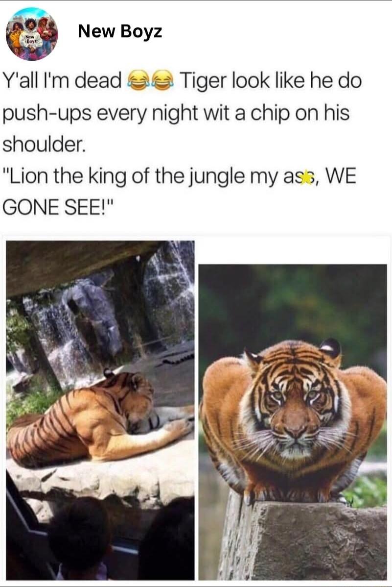 New Boyz Yall Im dead 2 Tiger look like he do push ups every night wit a chip on his shoulder Lion the king of the jungle my ass WE GONE SEE