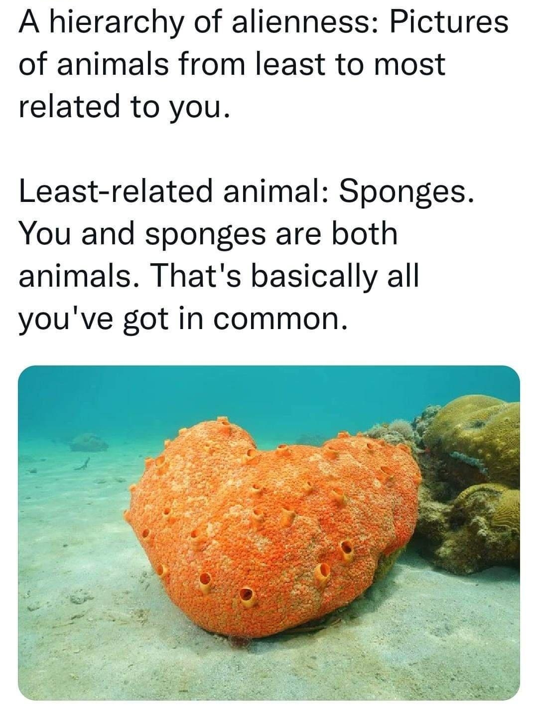 o QD parasociality A hierarchy of alienness Pictures of animals from least to most related to you Least related animal Sponges You and sponges are both animals Thats basically all youve got in common 556 PM 14 Aug 22 Twitter Web App