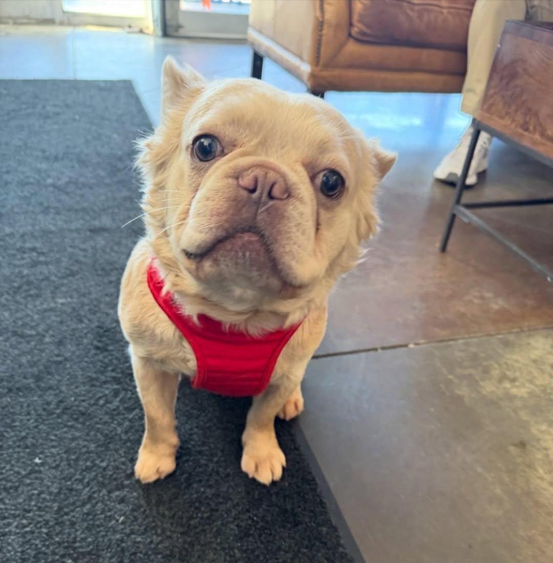 A small light-colored dog wearing a red harness indoors, looking at the camera.