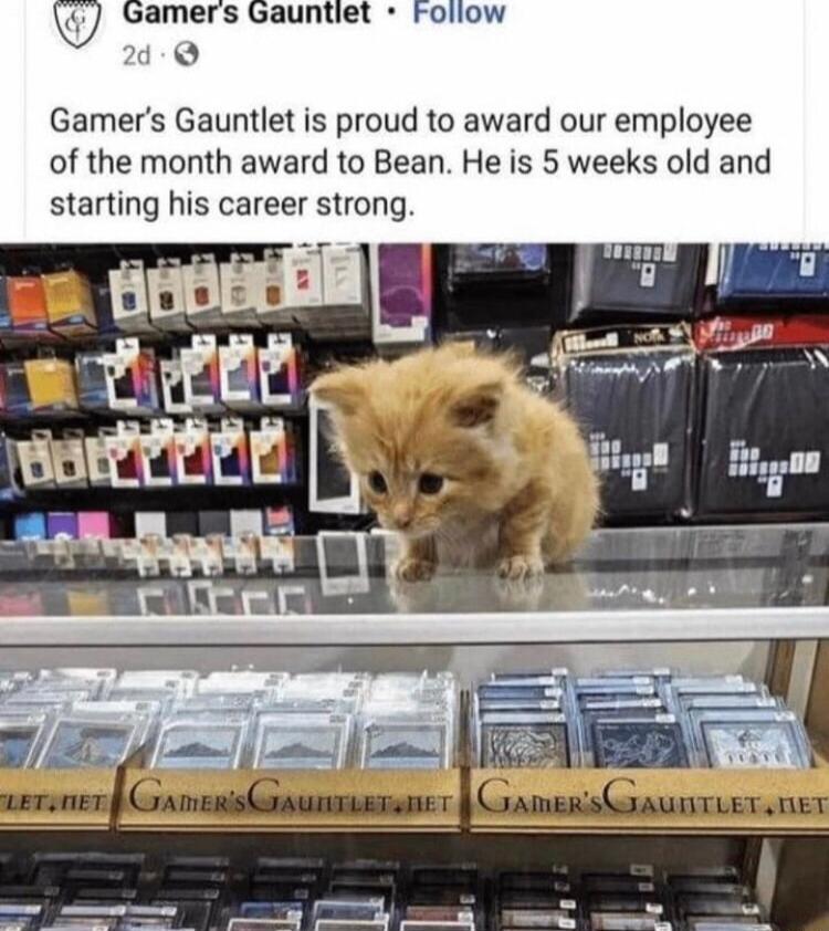 d Gamers Gauntlet is proud to award our employee of the month award to Bean He is 5 weeks old and starting his career strong