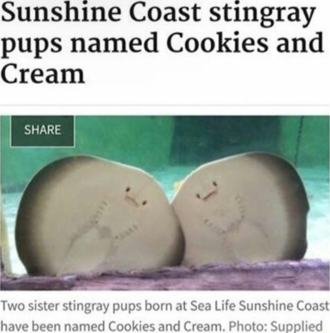 Sunshine Coast stingray pups named Cookies and Cream Two sister stingray pups born at Sea Life Sunshine Coast ve been named Cookies and Cream