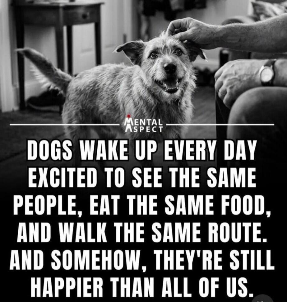 MENTAL ASPECT DOGS WAKE UP EVERY DAY EXCITED TO SEE THE SAME PEOPLE, EAT THE SAME FOOD, AND WALK THE SAME ROUTE. AND SOMEHOW, THEY'RE STILL HAPPIER THAN ALL OF US.