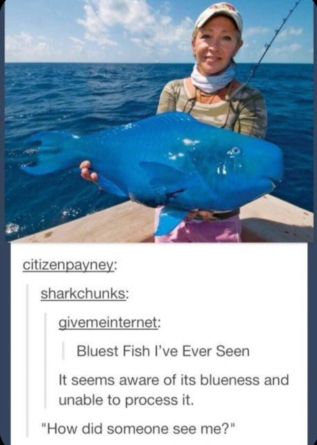 citizenpayney sharkchunks givemeinternet Bluest Fish Ive Ever Seen It seems aware of its blueness and unable to process it How did someone see me