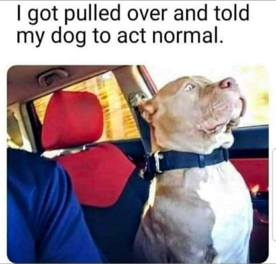 I got pulled over and told my dog to act normal.