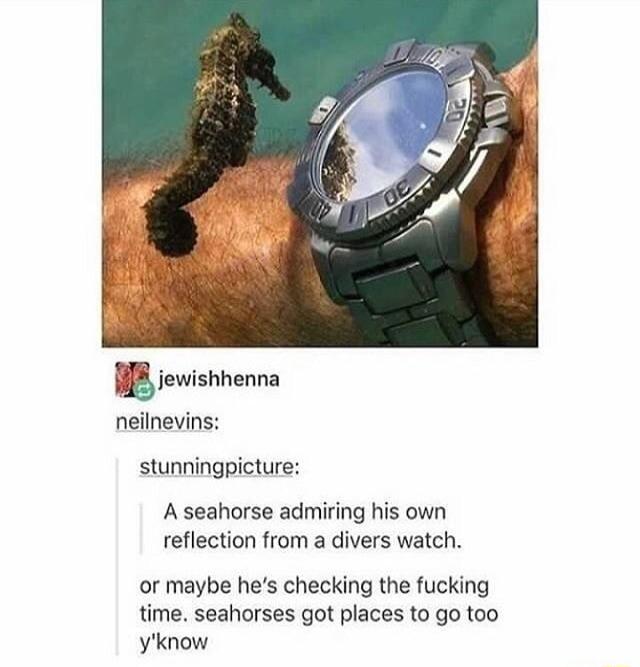 B jewishhenna neilnevins stunningpicture A seahorse admiring his own reflection from a divers watch or maybe hes checking the fucking time seahorses got places to go too yknow