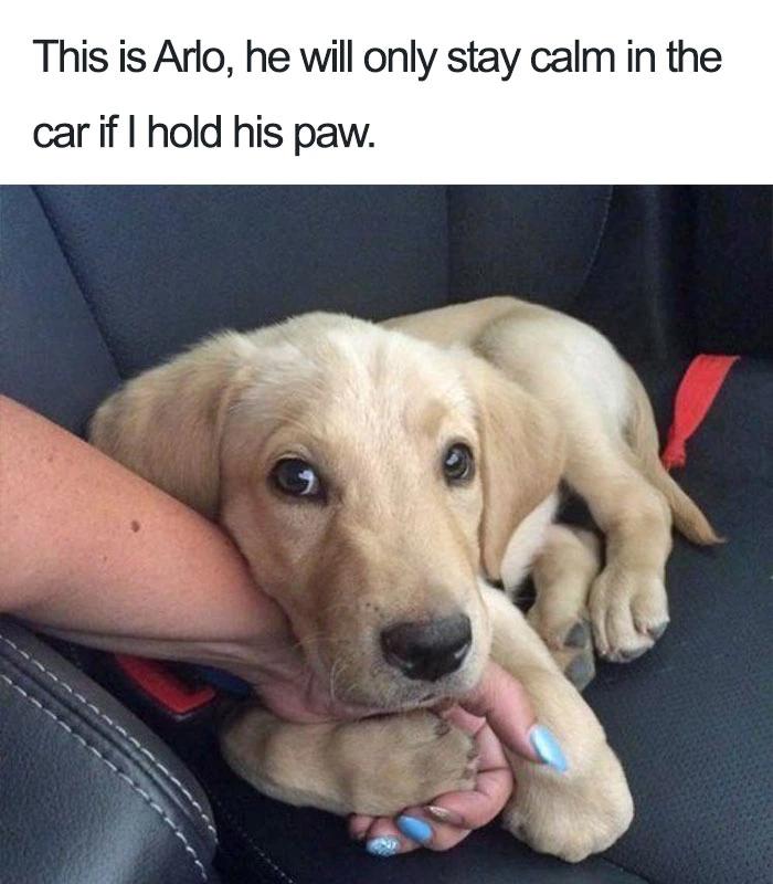 This is Arlo he will only stay calm in the carif hold his paw