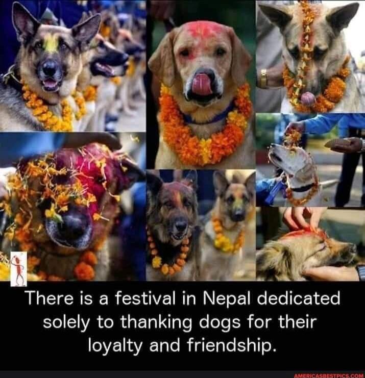 There is a festival in Nepal dedicated solely to thanking dogs for their loyalty and friendship.