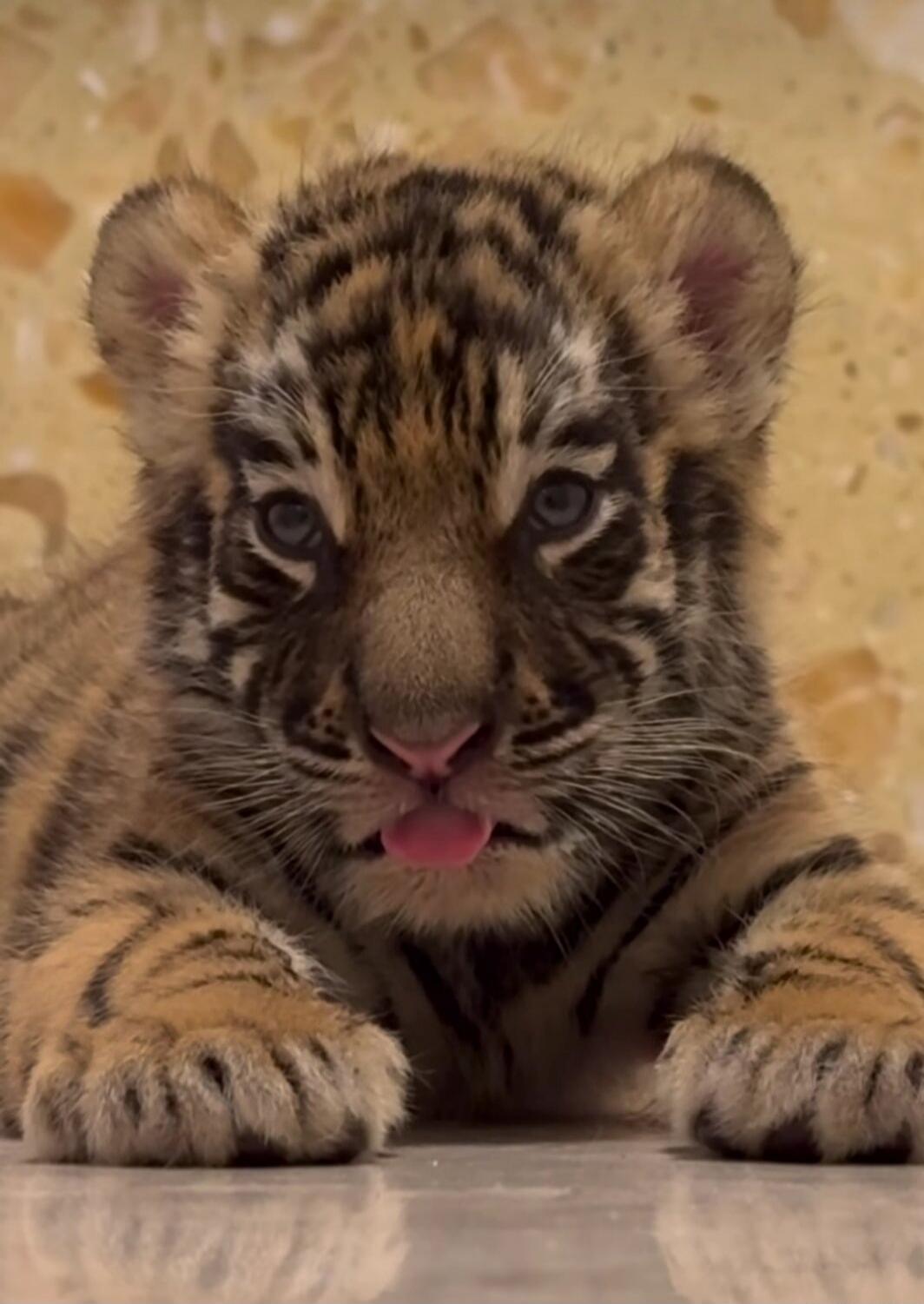 A baby tiger cub with its tongue sticking out.