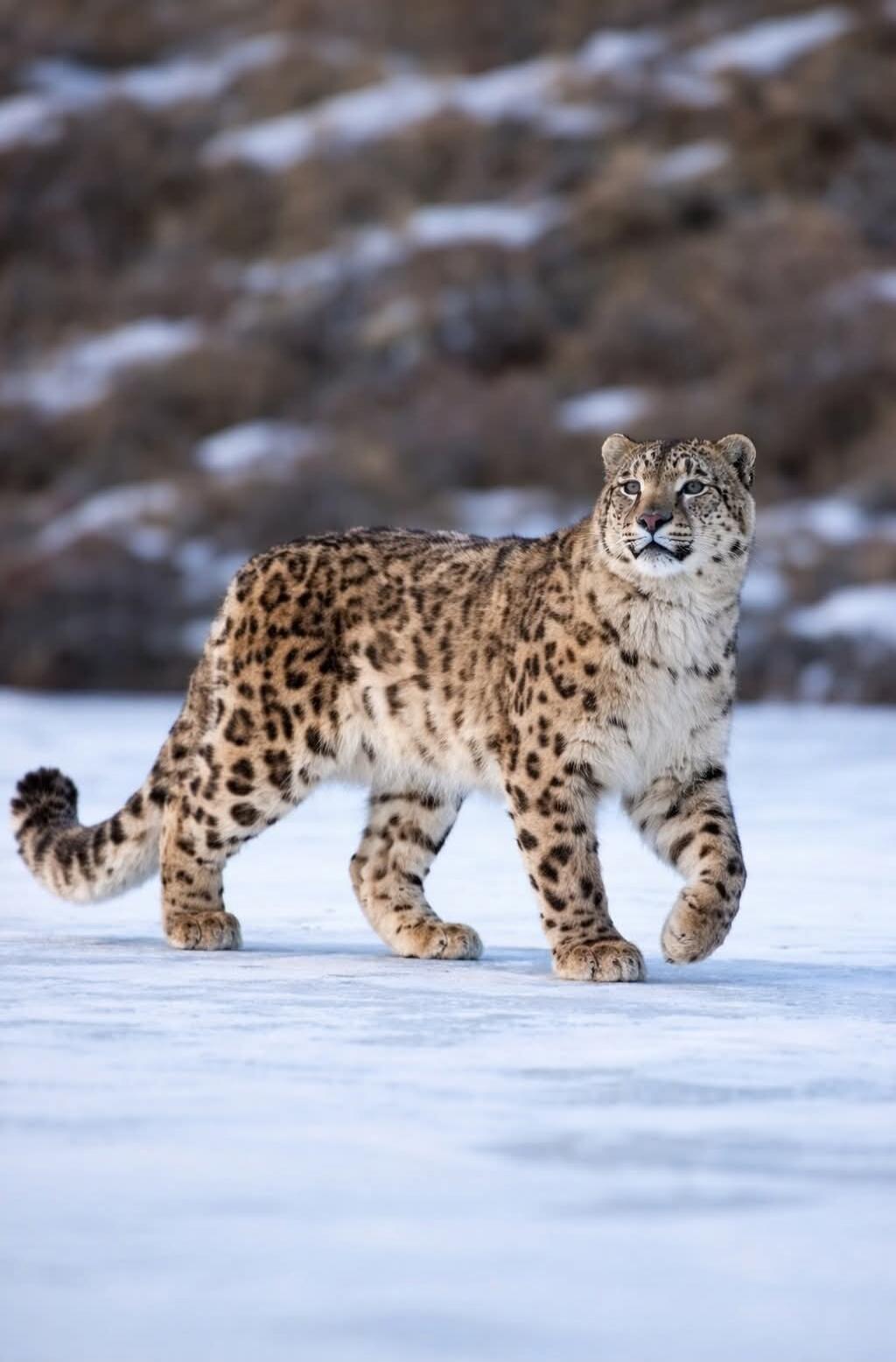 A snow leopard walks across a snowy landscape.