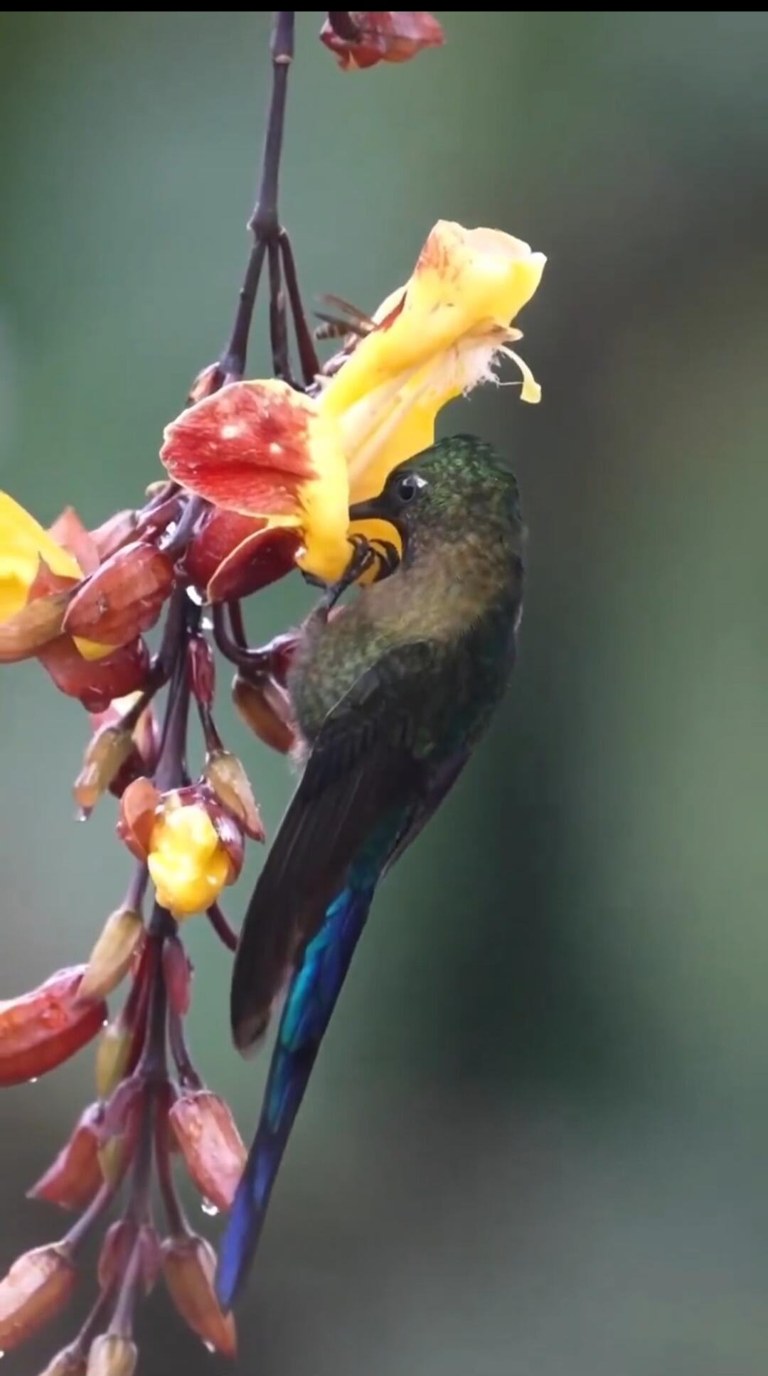 A hummingbird feeding on yellow flowers.
