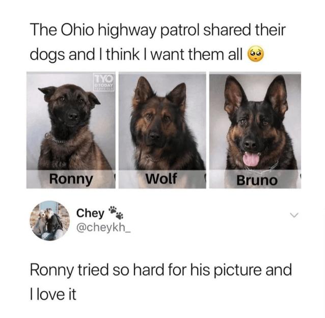 The Ohio highway patrol shared their dogs and I think want them all 2 a Chey chey kv Ronny tried so hard for his picture and llove it