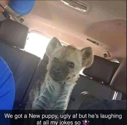 We got a New puppy ugly af but hes laughing at all my iokes so 17