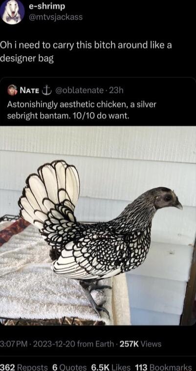 e shrimp tvs Oh i need to carry this bitch around like a designer bag Nare ob CRPK Astonishingly aesthetic chicken a silver sebright bantam 1010 do want 362 1 e 65K 113 Bookmark