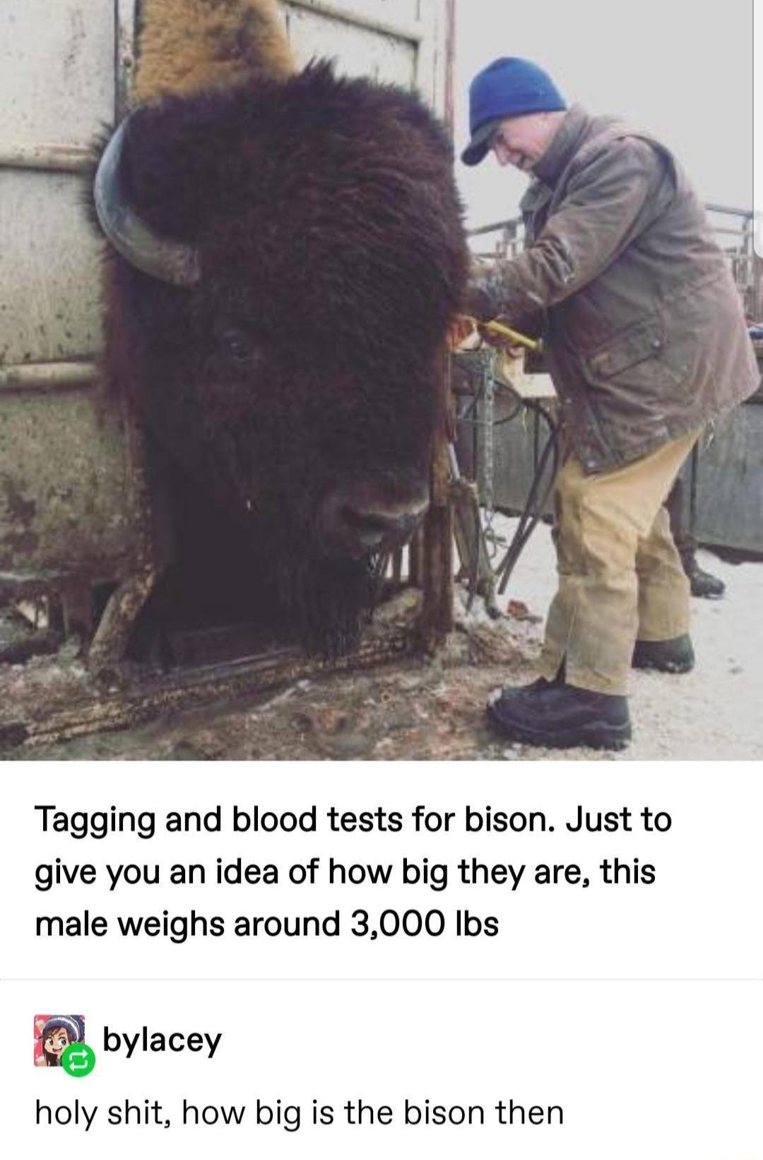 Tagging and blood tests for bison Just to give you an idea of how big they are this male weighs around 3000 Ibs bylacey holy shit how big is the bison then