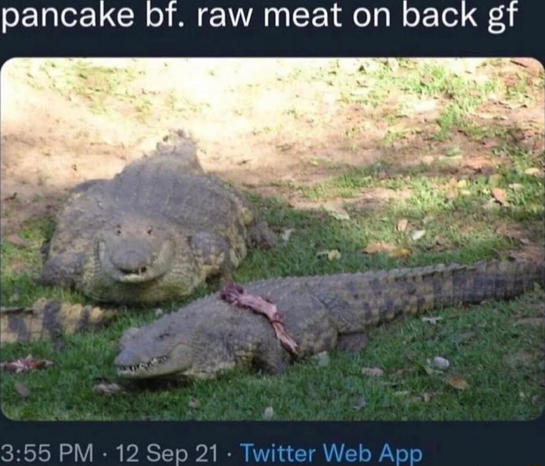 pancake bf raw meat on back gf