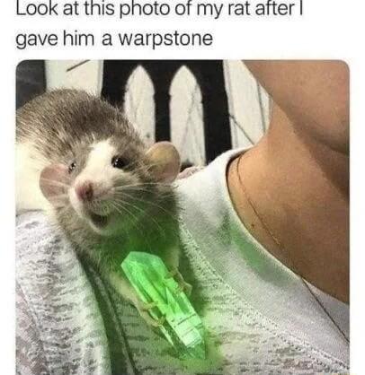 LooK at this photo of my rat aiter gave him a warpstone