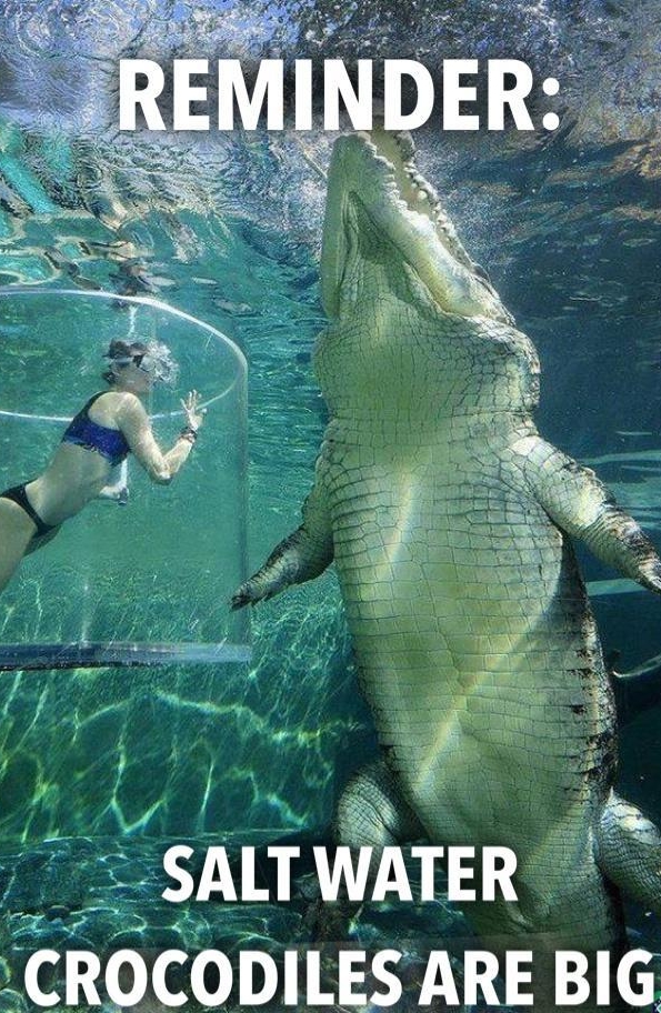 I SALT WATER CROCODILES ARE BIG