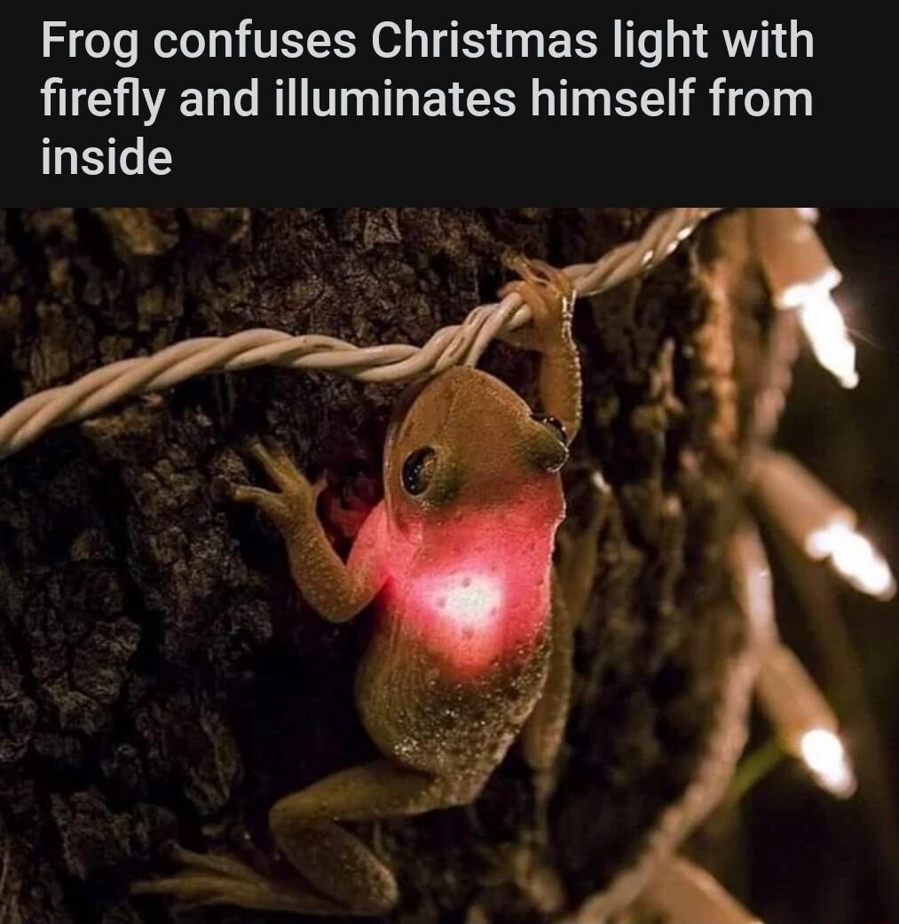 Frog confuses Christmas light with VLG BT T BT T Y T T inside
