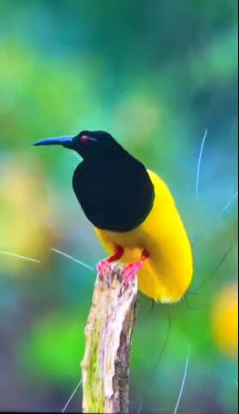 A yellow and black bird perched on a small branch.