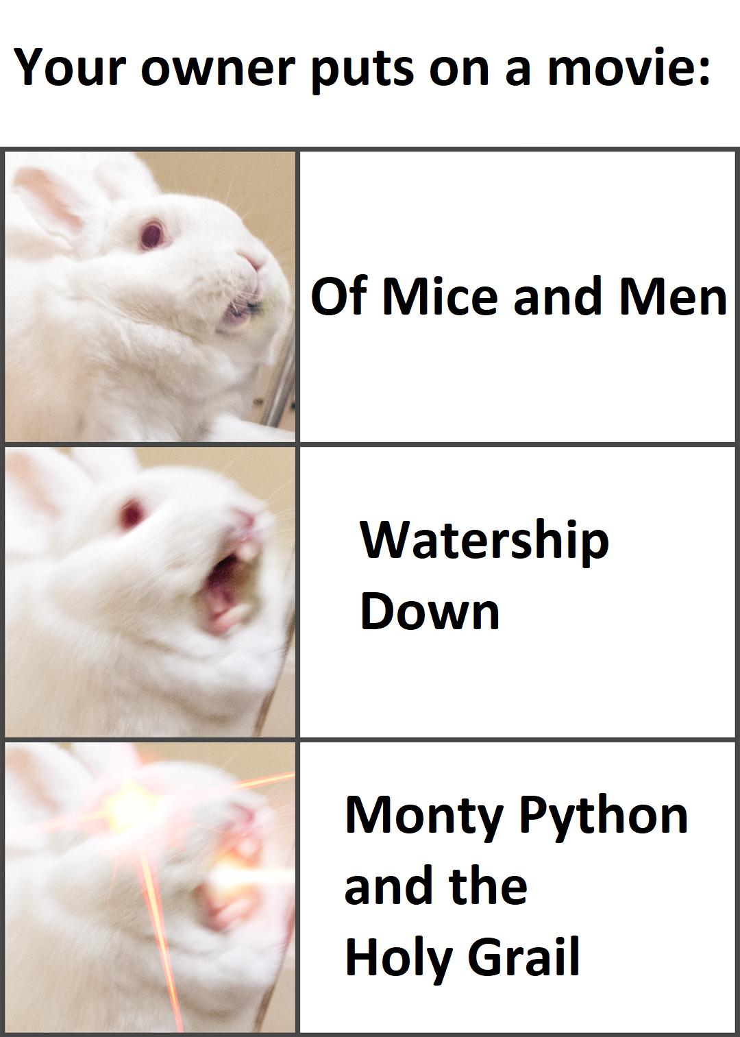 Your owner puts on a movie Monty Python and the Holy Grail