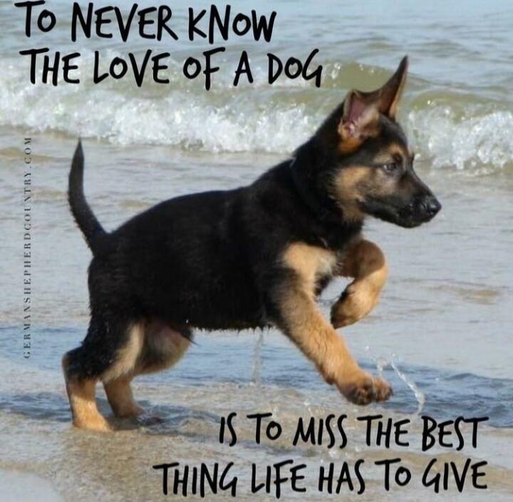 To never know the love of a dog is to miss the best thing life has to give