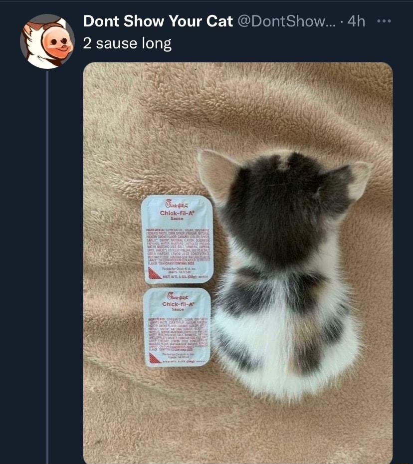 Dont Show Your Cat DontShow 4h