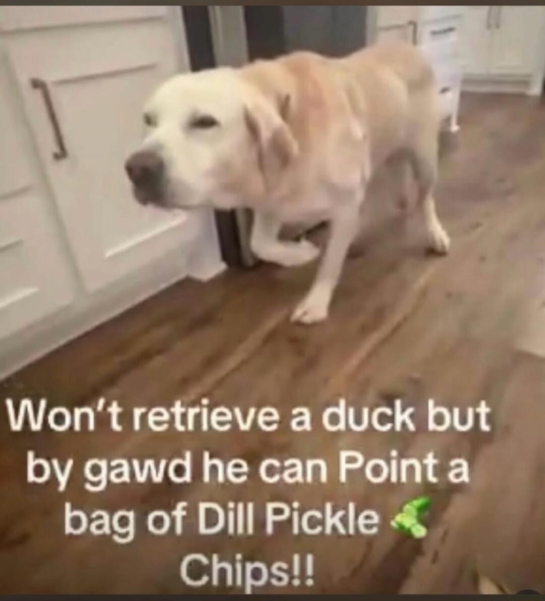 Won't retrieve a duck but by gawd he can Point a bag of Dill Pickle Chips!!