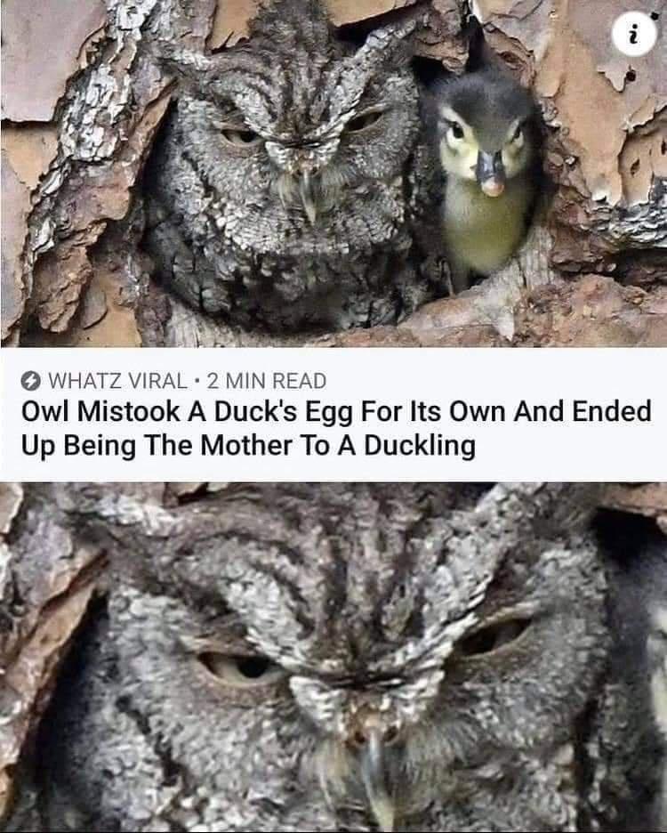 WHATZ VIRAL 2 MIN READ Owl Mistook A Ducks Egg For Its Own And Ended Up Being The Mother To A Duckling
