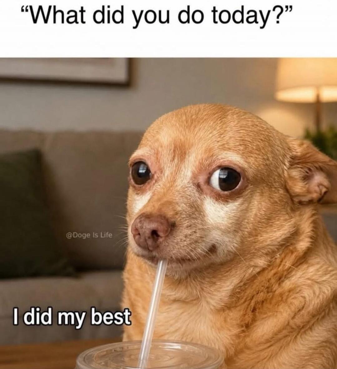 What did you do today? I did my best. @Doge Is Life