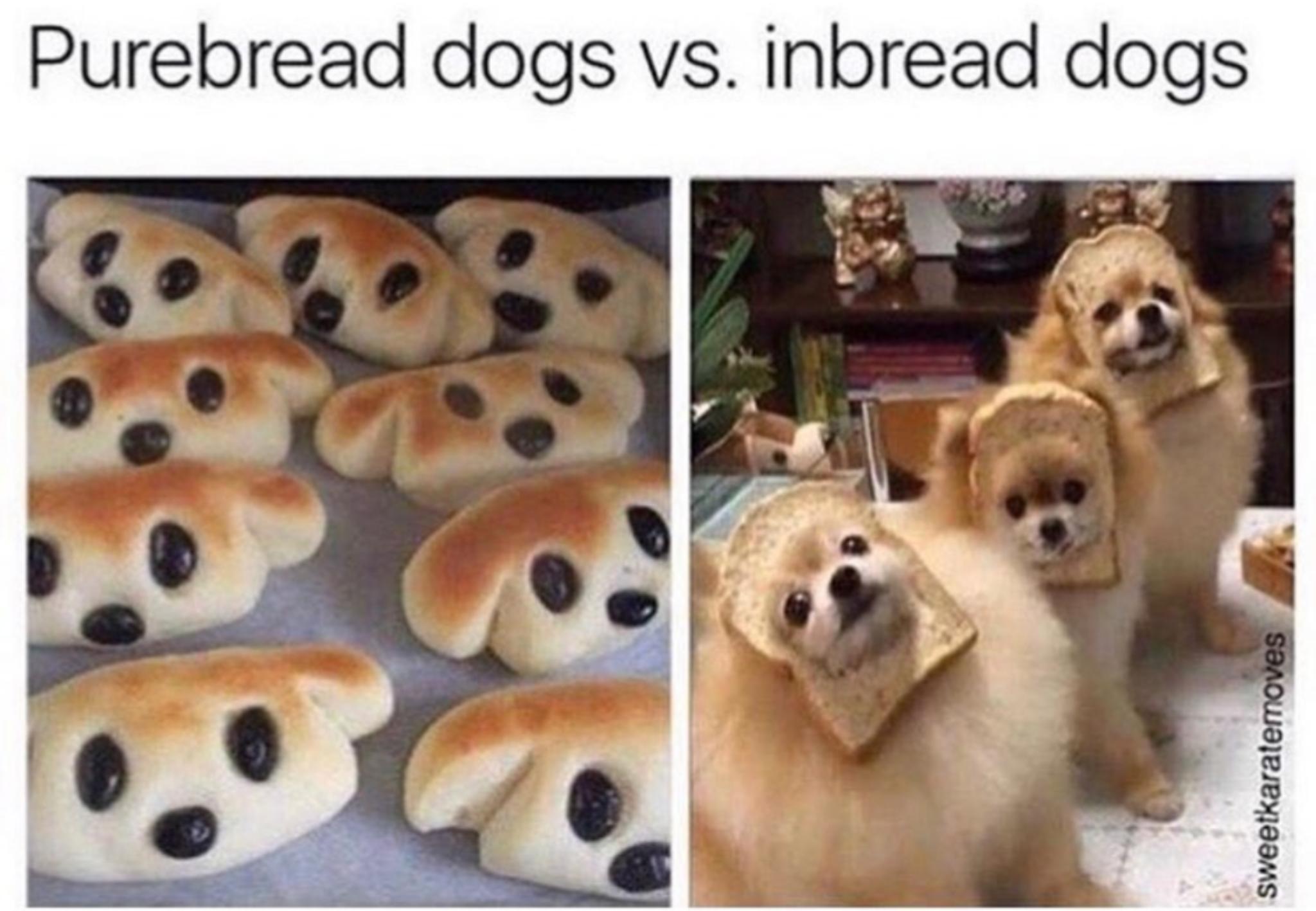 Purebread dogs vs inbread dogs 3 X 3 7